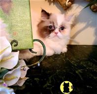 himalayan cat posted by HOLLYWOOD HIMALAYANS