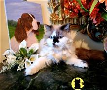 himalayan kitten posted by HOLLYWOOD HIMALAYANS
