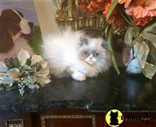 himalayan kitten posted by HOLLYWOOD HIMALAYANS