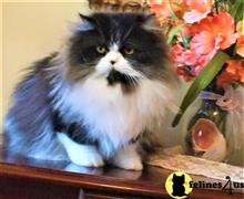 persian kitten posted by HOLLYWOOD HIMALAYANS