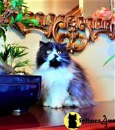 persian kitten posted by HOLLYWOOD HIMALAYANS