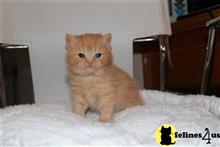 british shorthair kitten posted by choco_bri