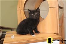 british shorthair kitten posted by choco_bri