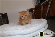 british shorthair kitten posted by choco_bri