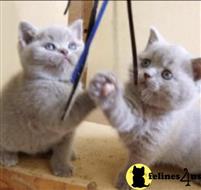 british shorthair kitten posted by choco_bri