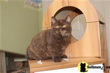 british shorthair kitten posted by choco_bri