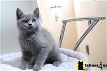 british shorthair kitten posted by choco_bri