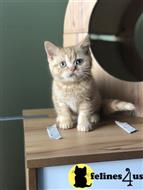 british shorthair kitten posted by choco_bri