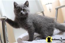 british shorthair kitten posted by choco_bri