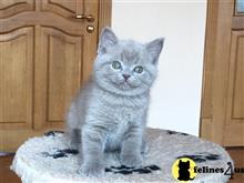 british shorthair kitten posted by choco_bri