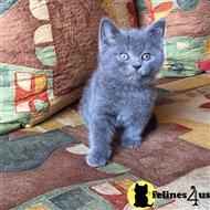 british shorthair kitten posted by choco_bri