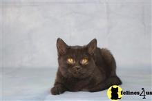 british shorthair kitten posted by choco_bri