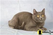 british shorthair kitten posted by choco_bri