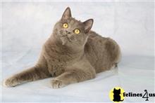 british shorthair kitten posted by choco_bri