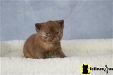 british shorthair kitten posted by choco_bri