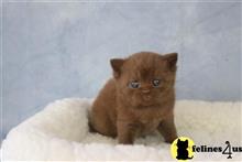 british shorthair kitten posted by choco_bri