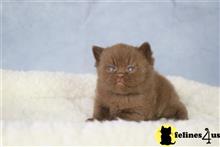 british shorthair kitten posted by choco_bri