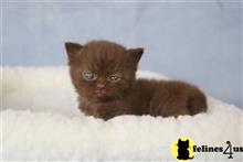 british shorthair kitten posted by choco_bri