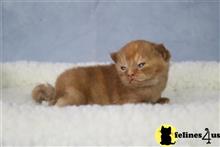 british shorthair kitten posted by choco_bri