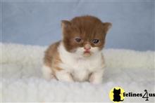 british shorthair kitten posted by choco_bri