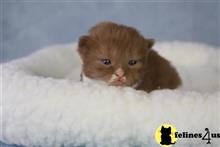british shorthair kitten posted by choco_bri