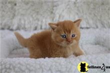 british shorthair kitten posted by choco_bri