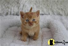 british shorthair kitten posted by choco_bri