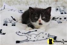 british shorthair kitten posted by choco_bri