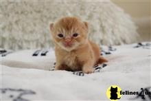 british shorthair kitten posted by choco_bri