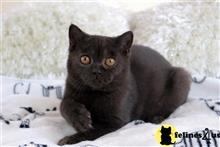 british shorthair kitten posted by choco_bri