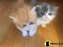 himalayan kitten posted by Iranianlilly
