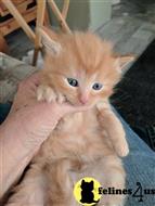 siberian kitten posted by Kelly taylor