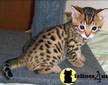 bengal kitten posted by stormcute13