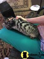 bengal kitten posted by stormcute13