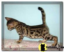 bengal kitten posted by stormcute13