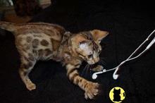 bengal kitten posted by stormcute13