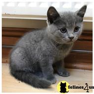 british shorthair kitten posted by stormcute13