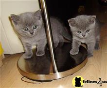 british shorthair kitten posted by stormcute13