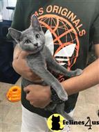 russian blue kitten posted by stormcute13