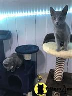 russian blue kitten posted by stormcute13