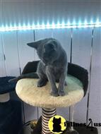 russian blue kitten posted by stormcute13