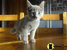 russian blue kitten posted by stormcute13