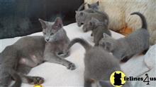 russian blue kitten posted by stormcute13