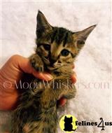 savannah kitten posted by MoonWhiskers