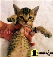 savannah kitten posted by MoonWhiskers