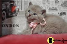 british shorthair kitten posted by raymondhanry873