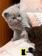 british shorthair kitten posted by raymondhanry873