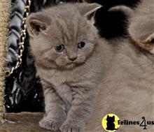 british shorthair kitten posted by raymondhanry873