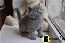 british shorthair kitten posted by raymondhanry873