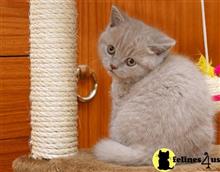 british shorthair kitten posted by raymondhanry873